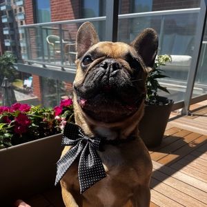 Meet your Posher, Leigh